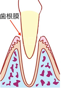 歯が抜けたら牛乳を準備 歯科医による知っトク情報 下北沢 駅から徒歩3分 の矯正歯科 藤城矯正歯科